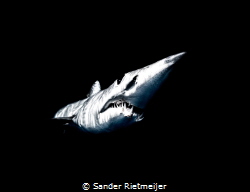 Short vin Mako Shark at Baja California by Sander Rietmeijer 
